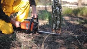 Professional Tree Removal and Landscaping Services in Foster City, CA